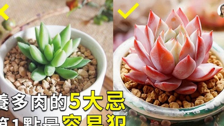 “拿去花”套现商家，该如何严惩？