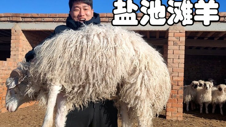 羊小咩购物额度秒提现风险何在？
