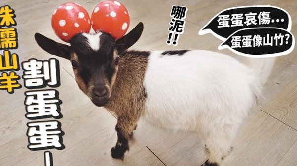 羊小咩借款提现指南：轻松搞定每一步