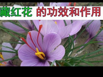 花呗的演变与金融生态变革