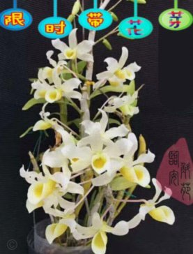 携程“拿去花”提现不收取手续费