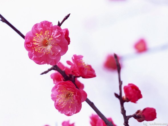 秒提秒到账花呗