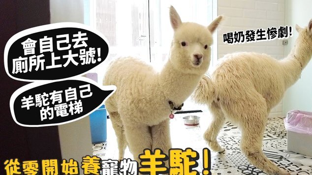 羊咩咩便便