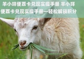 羊小咩500：品质背后的品牌故事