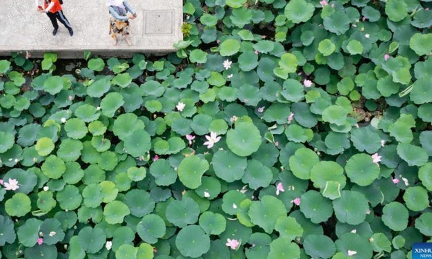 花呗额度降了？原因竟是这些